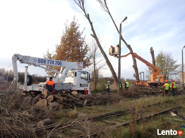 Wycinka i korekta drzew