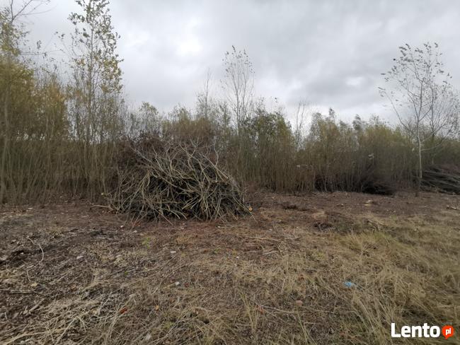 Kompleksowe porządkowanie działek, wycinka samosiewów