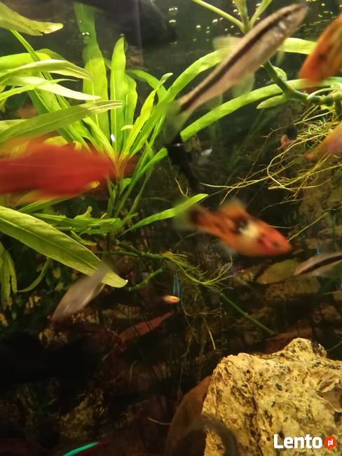 Mieczyki, różne rodzaje - sprzedam