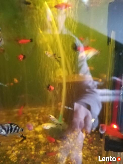 Mieczyki, różne rodzaje - sprzedam