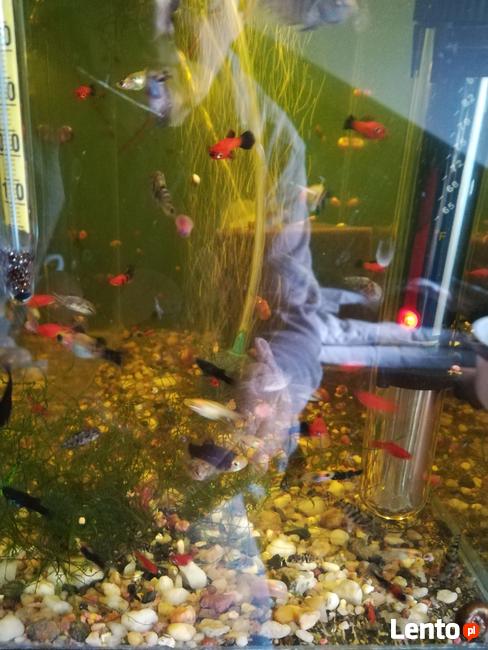 Mieczyki, różne rodzaje - sprzedam