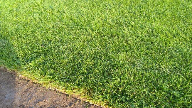 Trawa z rolki