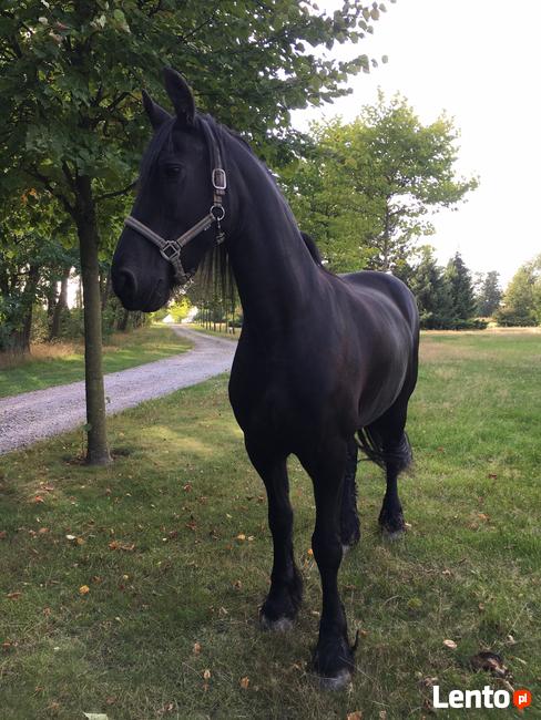 Jazda konna , spacery z końmi 55 km od centrum Warszawy