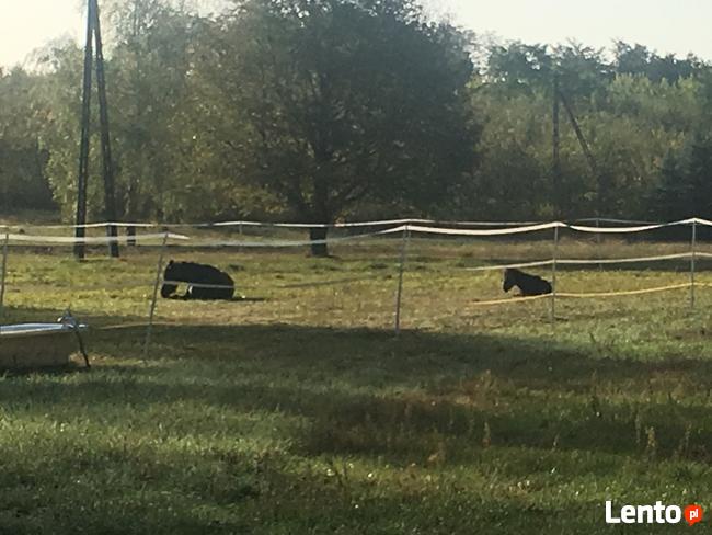 Jazda konna , spacery z końmi 55 km od centrum Warszawy