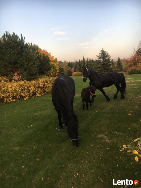 Jazda konna , spacery z końmi 55 km od centrum Warszawy
