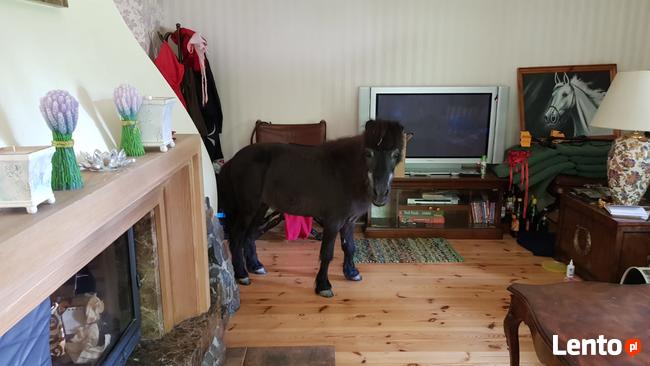 Jazda konna , spacery z końmi 55 km od centrum Warszawy