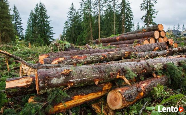 Wycinka Skup lasu na Pniu Sosna Świerk Brzoza Olcha Całe Pod