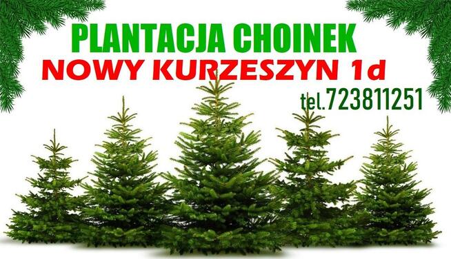 CHOINKA ŚWIERK CHOINKI ŚWIERKI CIĘTE HURT mazowieckie
