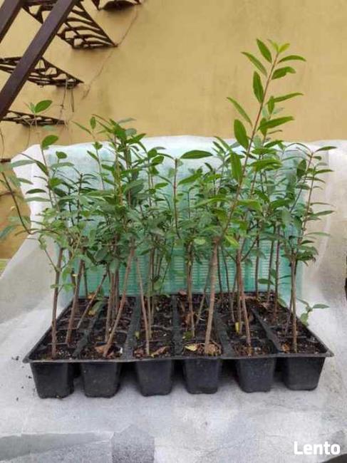 Ligustr na żywopłot mrozoodpornego szybkorosnacy