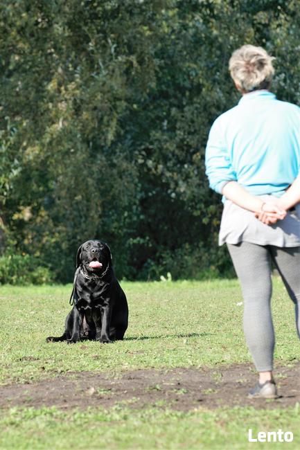 Szkolenie psów
