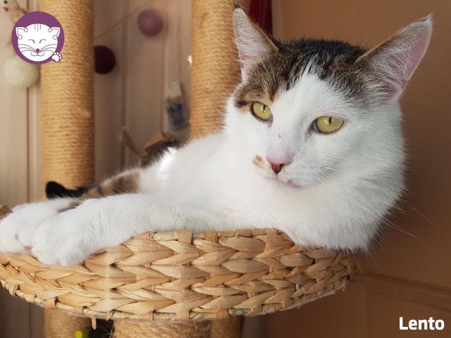 Kaktus - mistrz śmiesznych min