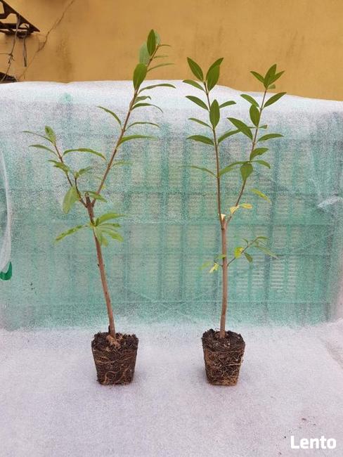 Ligustr na żywopłot mrozoodpornego szybkorosnacy