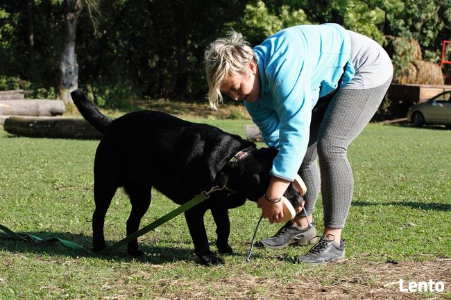 Szkolenie psów