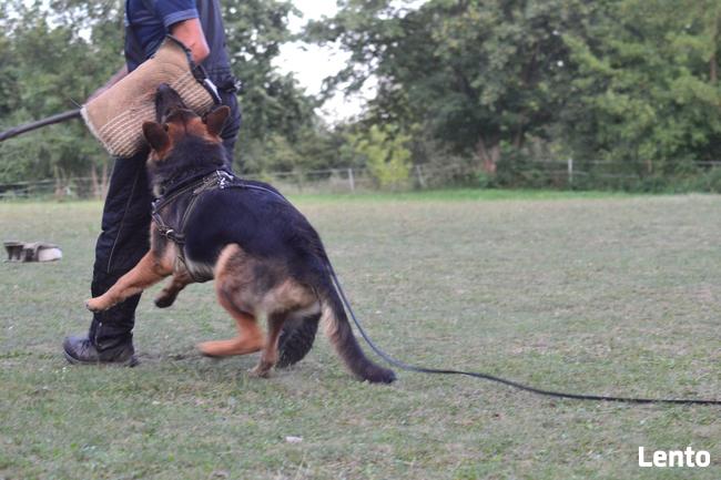 Szkolenie psów