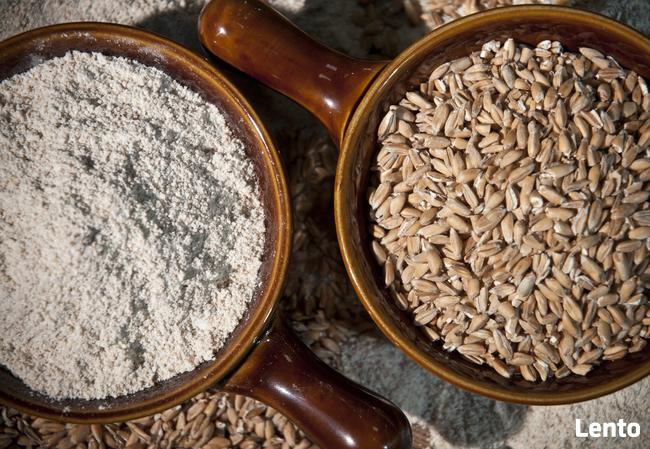 Żyto eko pierwotne KRZYCA na kiełki makę z 1kg bez chemii