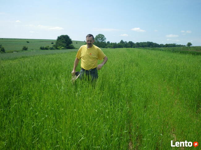 Samopsza w łusce z eko gospodarstwa 30 kg uprawy bez nawozów