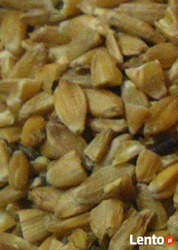 Samopsza w łusce z eko gospodarstwa 30 kg uprawy bez nawozów