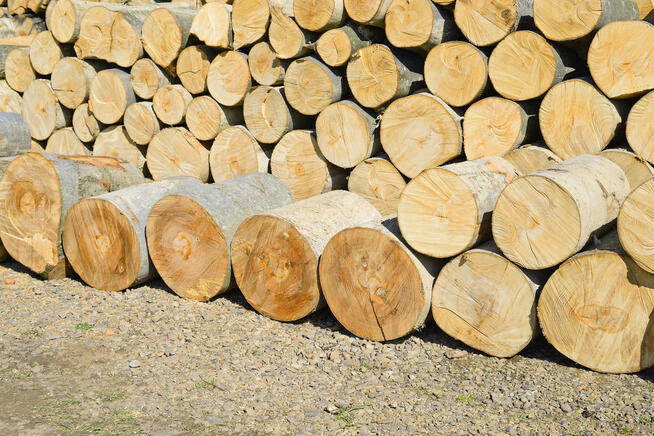 Drewno Kominkowe i Opałowe | BEZPŁATNY TRANSPORT