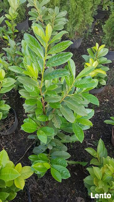 Laurowiśnia wschodnia NOVITA 90-130cm na żywopłot -doniczka