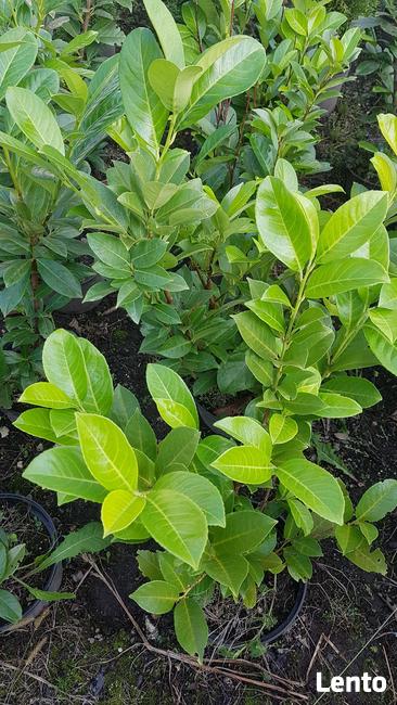 Laurowiśnia wschodnia NOVITA 90-130cm na żywopłot -doniczka