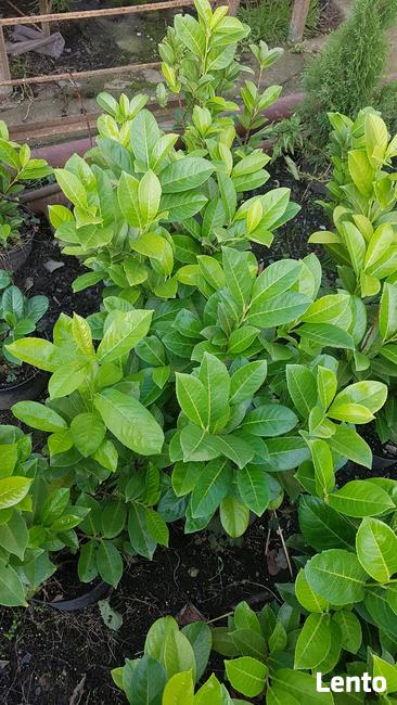 Laurowiśnia wschodnia NOVITA 90-130cm na żywopłot -doniczka