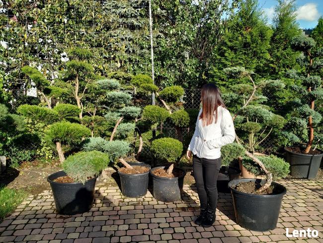 Bonsai , bonsai do ogrodu , Niwaki - szkólka Ustroń