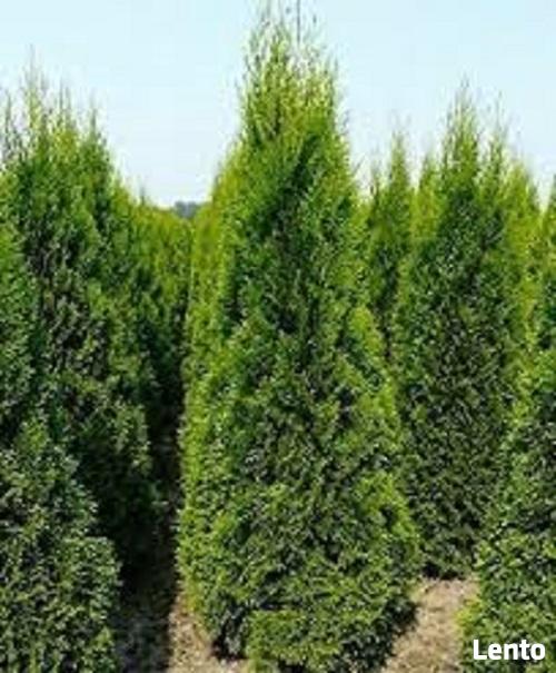 Tuje Szmaragd wysokie Bielsko Biała - dostawa gratis !