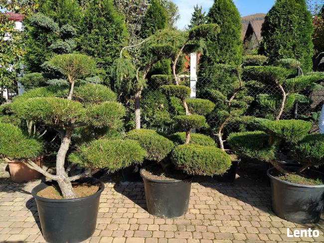 Bonsai , bonsai do ogrodu , Niwaki - szkólka Ustroń