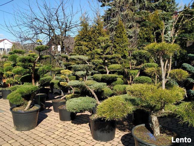 Bonsai , bonsai do ogrodu , Niwaki - szkólka Ustroń