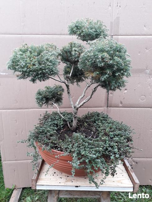 Bonsai do ogrodu
