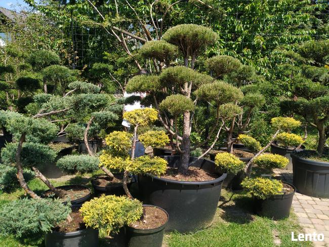 Bonsai , bonsai do ogrodu , Niwaki - szkólka Ustroń