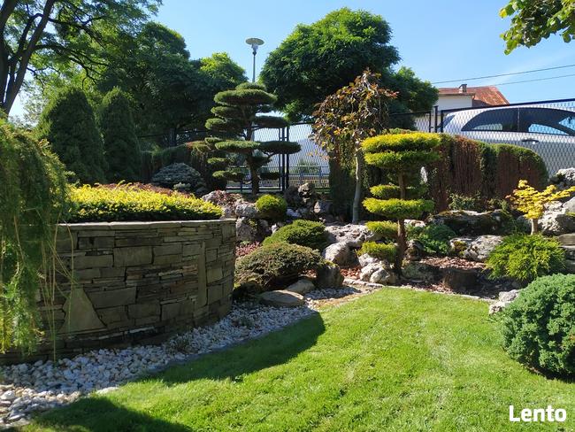 Bonsai , bonsai do ogrodu , Niwaki - szkólka Ustroń