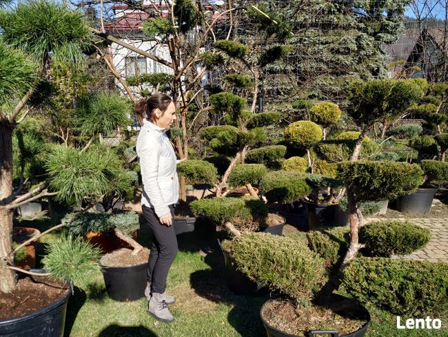 Bonsai , bonsai do ogrodu , Niwaki - szkólka Ustroń