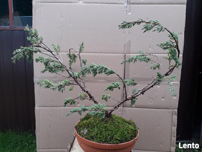 Bonsai do ogrodu