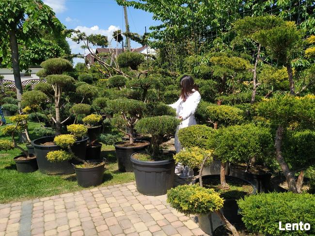 Bonsai , bonsai do ogrodu , Niwaki - szkólka Ustroń