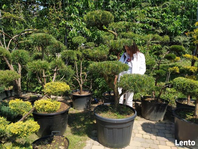 Bonsai , bonsai do ogrodu , Niwaki - szkólka Ustroń