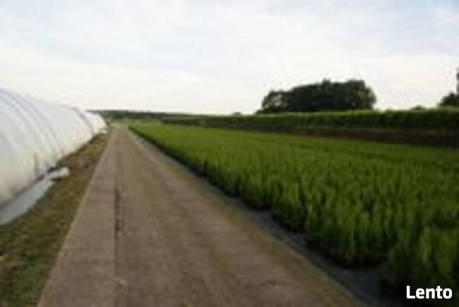 Tuje Szmaragd wysokie Bielsko Biała - dostawa gratis !