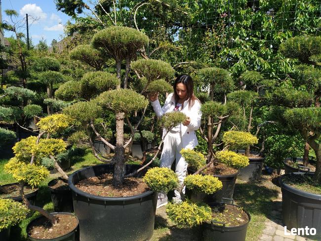 Bonsai do ogrodu -szkółka NIWAKI Bielsko Biała śląskie