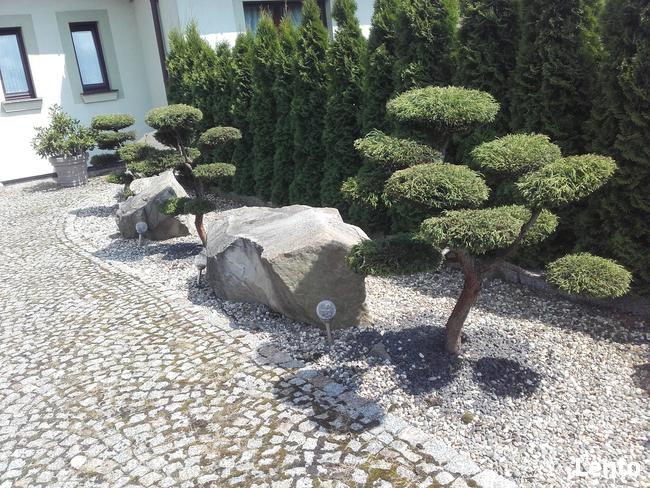 Bonsai do ogrodu -szkółka NIWAKI Bielsko Biała śląskie