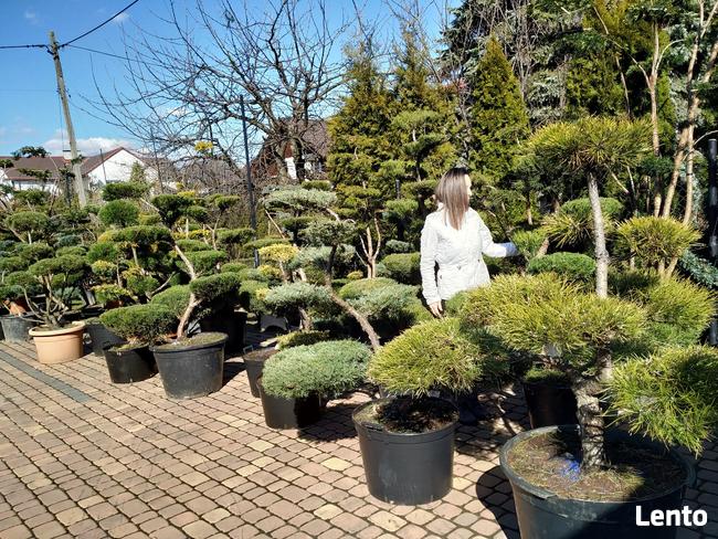 Bonsai do ogrodu -szkółka NIWAKI Bielsko Biała śląskie