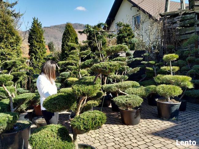 Bonsai do ogrodu -szkółka NIWAKI Bielsko Biała śląskie