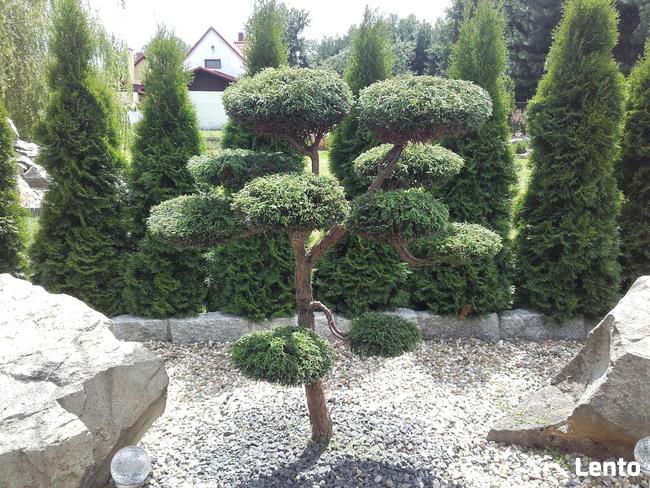 Bonsai do ogrodu -szkółka NIWAKI Bielsko Biała śląskie