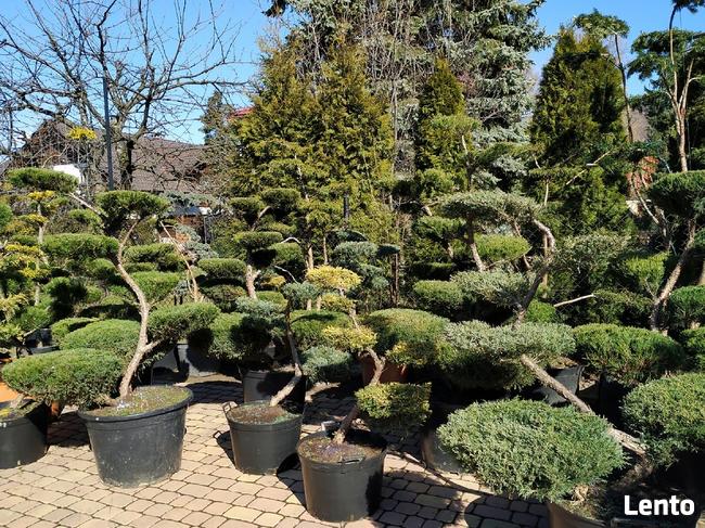 Bonsai do ogrodu -szkółka NIWAKI Bielsko Biała śląskie