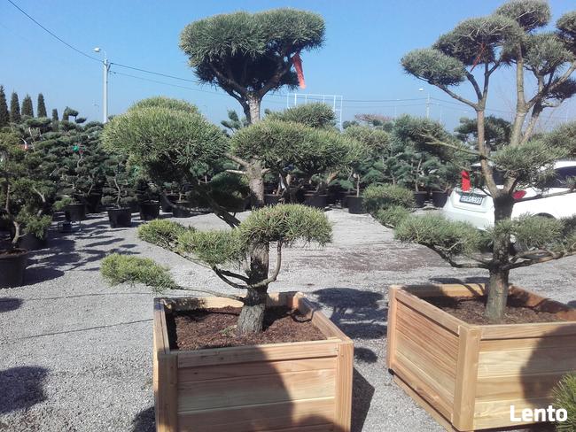 Bonsai do ogrodu -szkółka NIWAKI Bielsko Biała śląskie