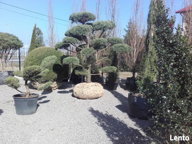 Bonsai do ogrodu -szkółka NIWAKI Bielsko Biała śląskie