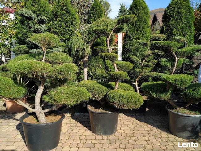 Bonsai do ogrodu -szkółka NIWAKI Bielsko Biała śląskie