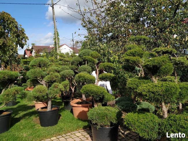 Bonsai do ogrodu -szkółka NIWAKI Bielsko Biała śląskie