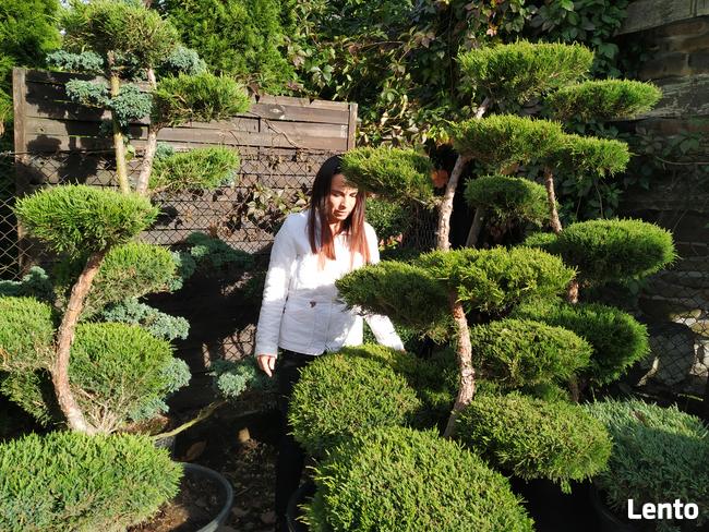Bonsai do ogrodu -szkółka NIWAKI Bielsko Biała śląskie