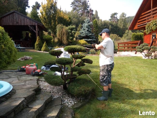 Bonsai do ogrodu -szkółka NIWAKI Bielsko Biała śląskie