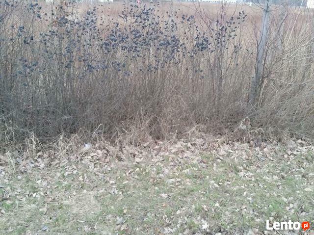 Działka usługowa Długołęka